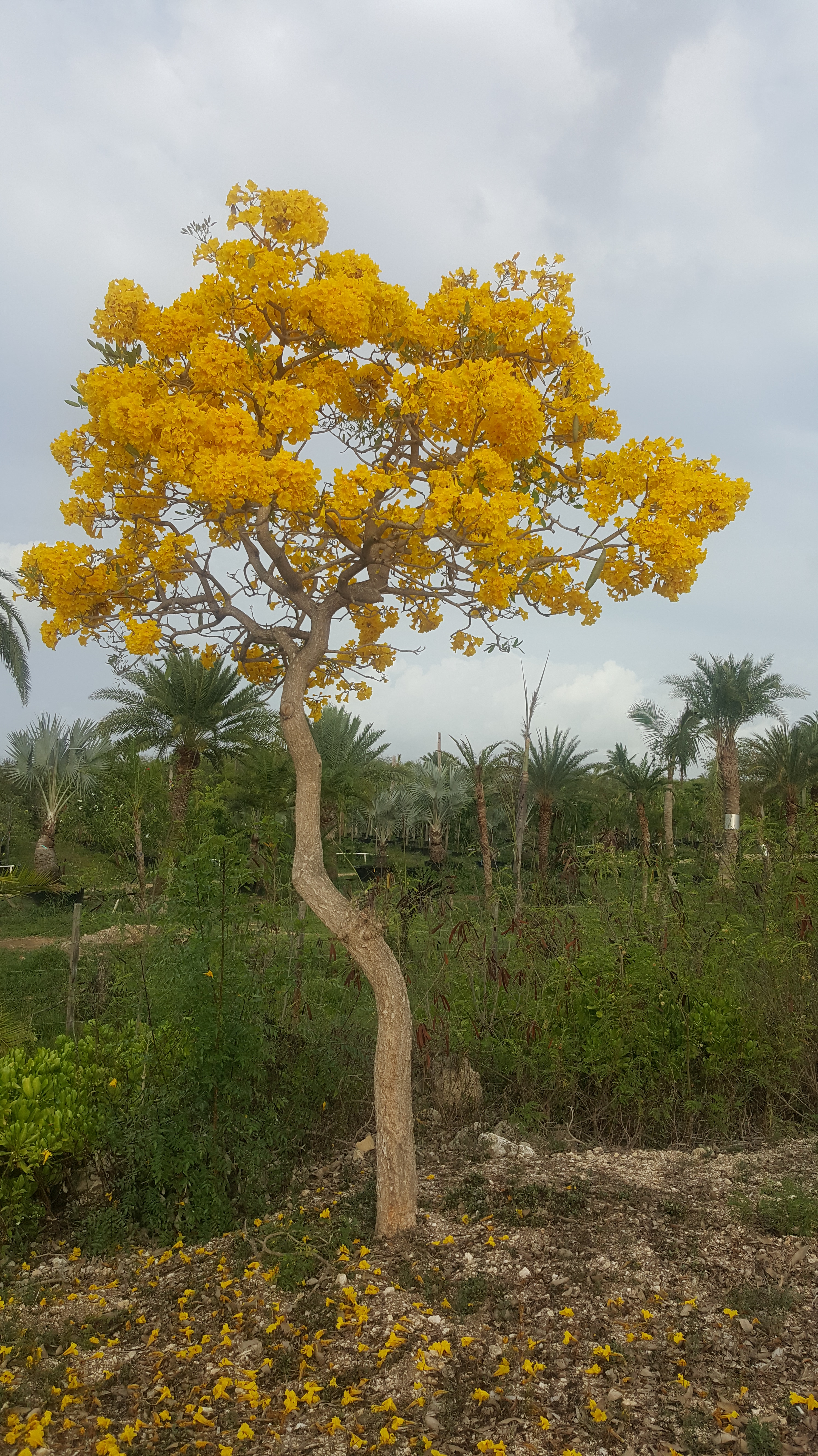 Yellow Bridge Tree The Crooked Yellow Tree – Live well and Love life